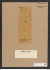 Amphipleura maxima (de-Toni-Nr.: Genus 10, Species 990) Zeichnungen Sammlung Grunow Nr. 1868 (NHMW-BOT-W0368819)